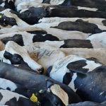 La leche aporta 20 % del valor de la ganadería mexicana